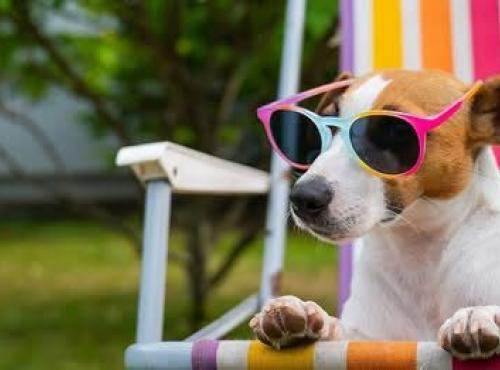 Assurez de belles vacances à vos animaux de compagnie